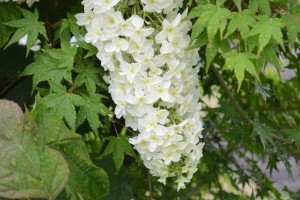 20150613　6月の花３ カシワバアジサイ 柏葉紫陽花 (1)